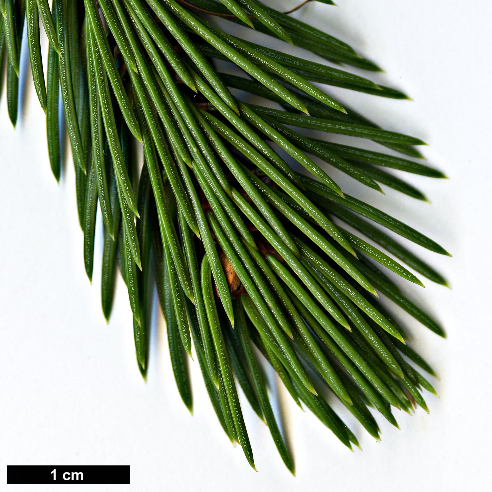 High resolution image: Family: Pinaceae - Genus: Picea - Taxon: schrenkiana - SpeciesSub: subsp. tianshanica